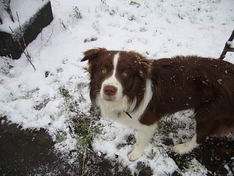 Border collie Cosmo billede 15