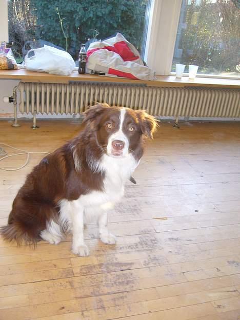 Border collie Cosmo billede 16