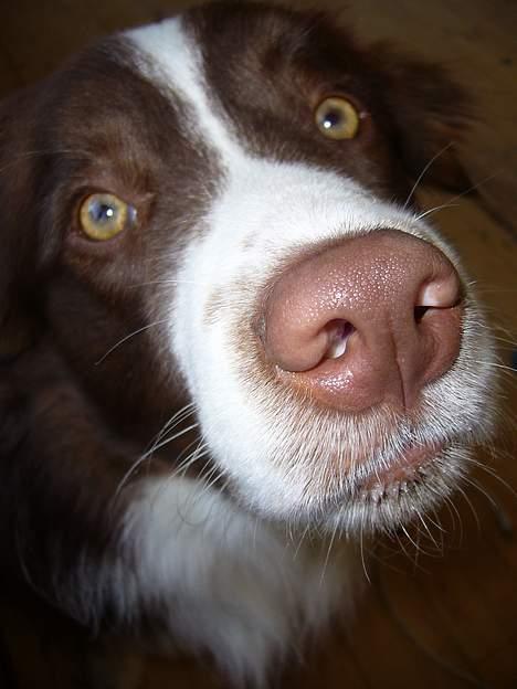 Border collie Cosmo - må jeg liige se, hvad du laver mor? billede 17