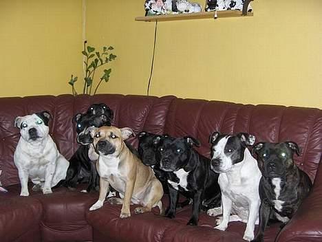 Staffordshire bull terrier Little Frogs - Ayo, Lisa, Bea, Sonja, Barbro, Maijken, Astrid, Alice  billede 9