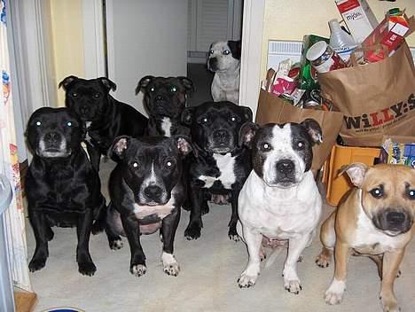 Staffordshire bull terrier Little Frogs - MAT! MAT!   billede 10