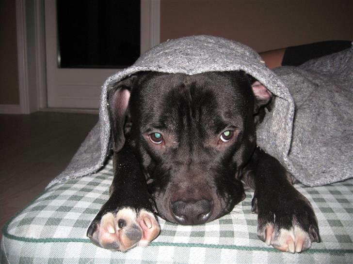 Amerikansk staffordshire terrier ZEUS - hygger under æppet.. billede 7