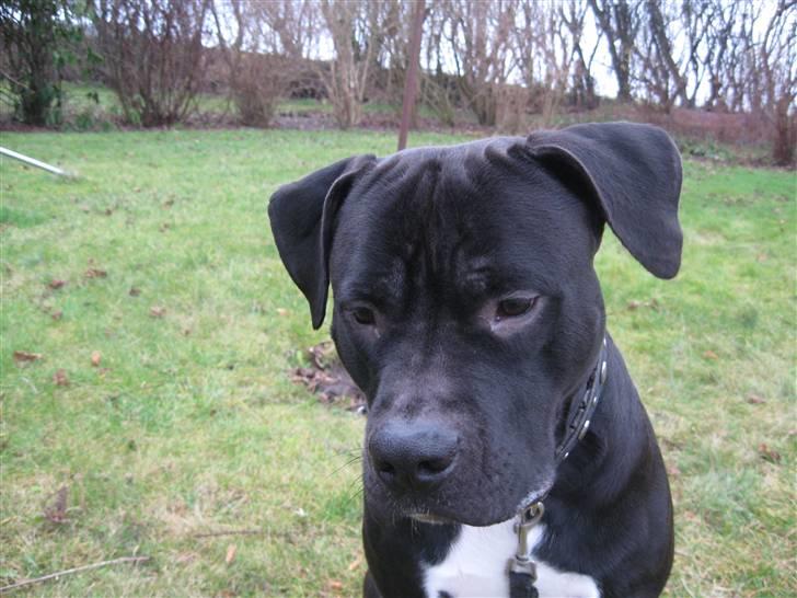 Amerikansk staffordshire terrier ZEUS - er jeg ikk sød?? billede 8