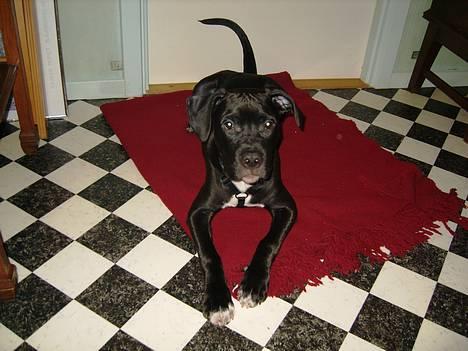 Amerikansk staffordshire terrier ZEUS - Må jeg snart få den godbid. billede 9