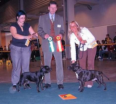Staffordshire bull terrier Little Frogs - Svensk Vinnare -06 BIM: Little Frogs Echeverria Molina "Barbro"  billede 11