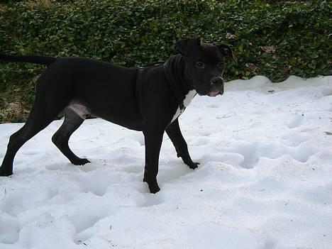 Amerikansk staffordshire terrier ZEUS - Far se lige mig  ude i sneen!!! billede 10