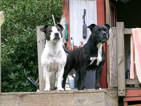 Staffordshire bull terrier Little Frogs - SUCH Nelly "Astrid" o. KBHV-02 Norduch Intuch Stora Kulltorps Sweet Little Frog "Maijken"-06  billede 12