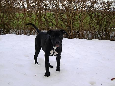 Amerikansk staffordshire terrier ZEUS - Hvis jeg nu står helt stille, får jeg så en godbid?? billede 11