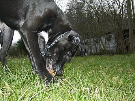 Amerikansk staffordshire terrier ZEUS - Umm elsker at spise pinde.. billede 12