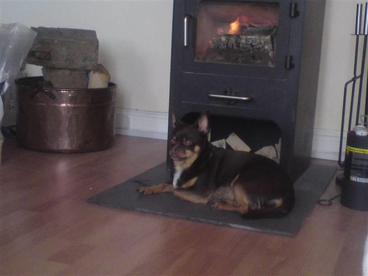 Chihuahua Chucky  - Weeeh <3 billede 3