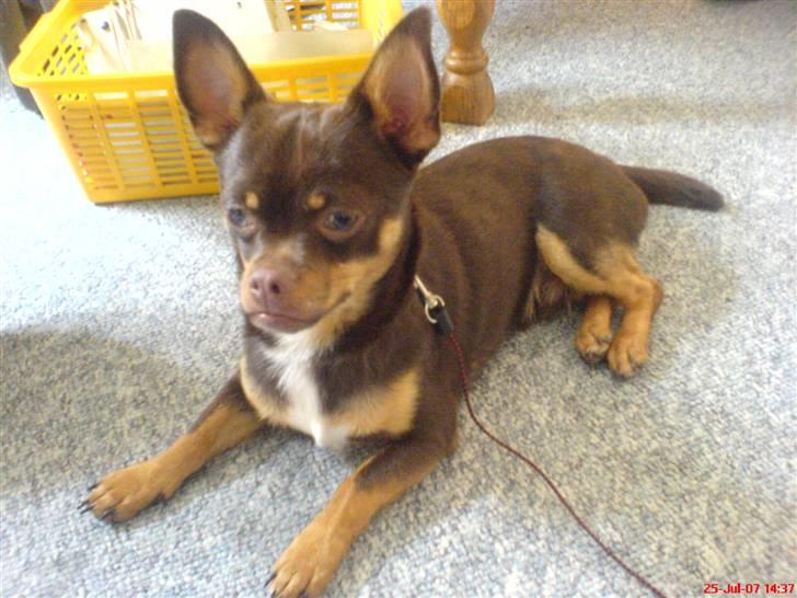 Chihuahua Chucky  billede 4