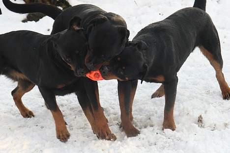 Rottweiler Fattiggården's Haiki *død* - Her leger jeg bold med min bror og min "søster". billede 12
