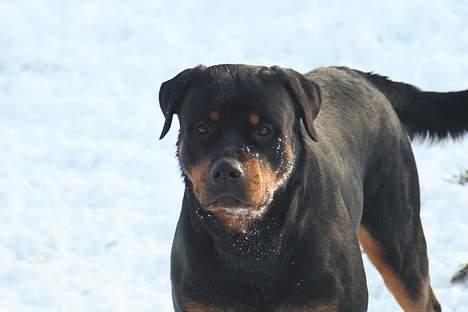 Rottweiler Fattiggården's Haiki *død* - Smukke pige :) i sneen billede 13