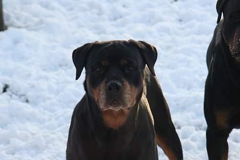 Rottweiler Fattiggården's Carla *død* - Carla i sneen billede 10