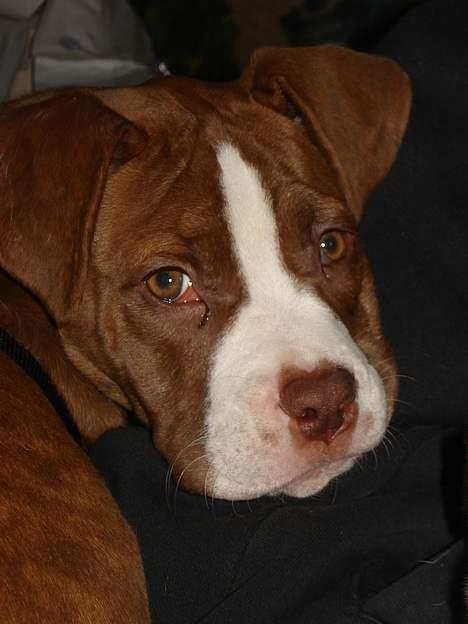Amerikansk bulldog T-bone billede 7