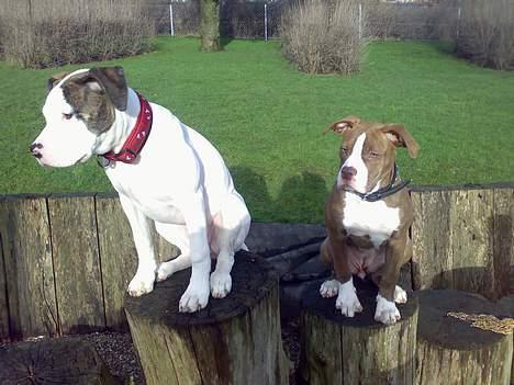 Amerikansk bulldog Maggie - 31/1-07 billede 6