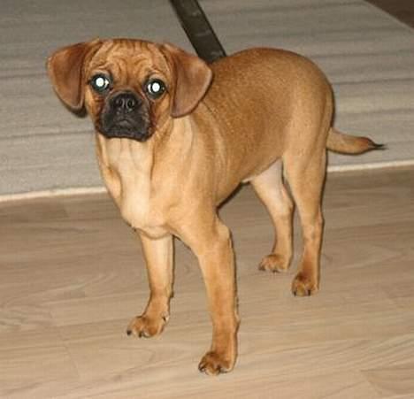 Blanding af racer Fiona (mops/cavalier) billede 5