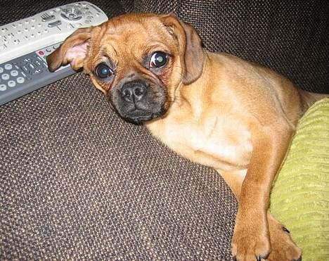 Blanding af racer Fiona (mops/cavalier) - Hey, ikke forstyrre. Ligger lige her og hviler mig, mens jeg ser lidt fjernsyn! billede 6