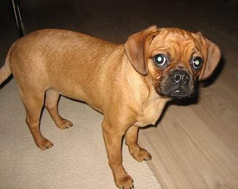 Blanding af racer Fiona (mops/cavalier) billede 8