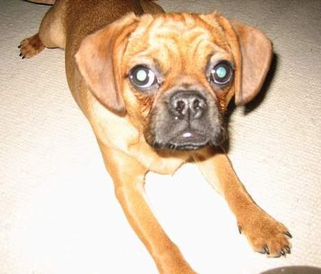 Blanding af racer Fiona (mops/cavalier) billede 9