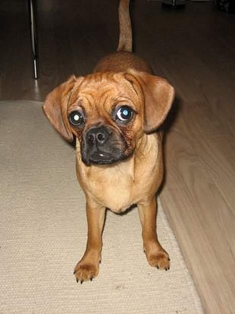 Blanding af racer Fiona (mops/cavalier) billede 10
