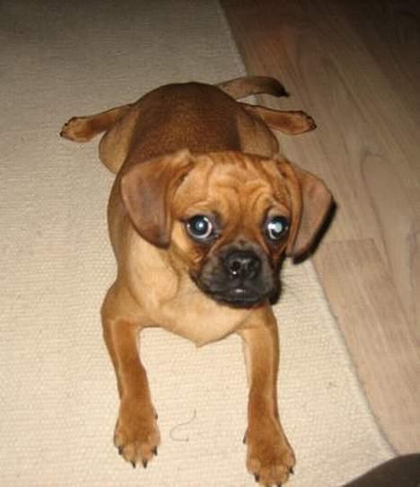Blanding af racer Fiona (mops/cavalier) billede 11