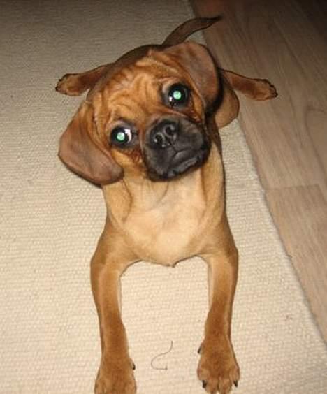 Blanding af racer Fiona (mops/cavalier) - Hov, hvad var det? En Blitz? billede 12