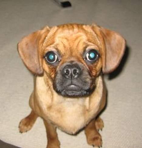 Blanding af racer Fiona (mops/cavalier) billede 13