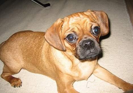 Blanding af racer Fiona (mops/cavalier) billede 14