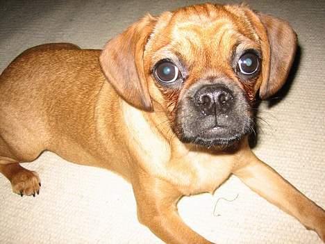 Blanding af racer Fiona (mops/cavalier) billede 15
