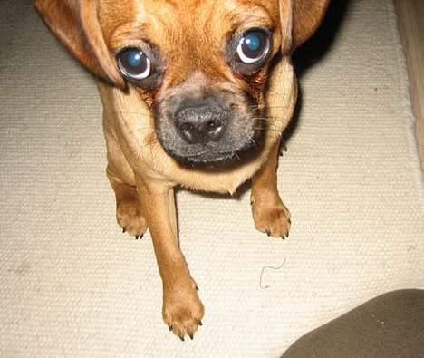 Blanding af racer Fiona (mops/cavalier) - Moar... Nu gider jeg ikke have taget flere billeder. billede 16