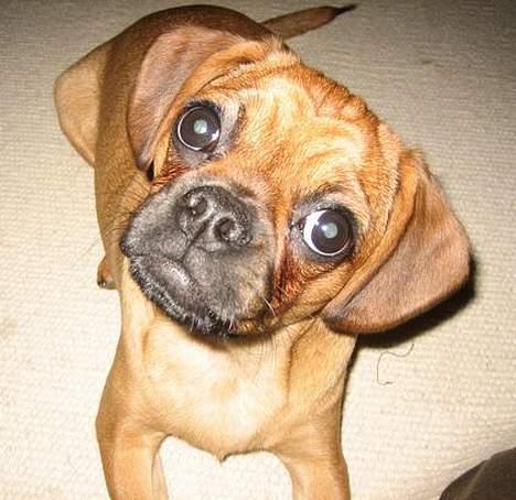 Blanding af racer Fiona (mops/cavalier) billede 17