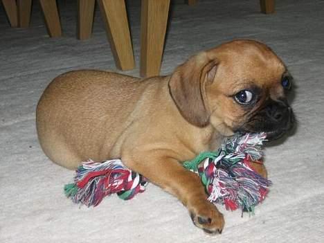 Blanding af racer Fiona (mops/cavalier) billede 18