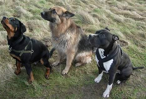 Schæferhund Cia - Mmhh....Kage.... billede 20