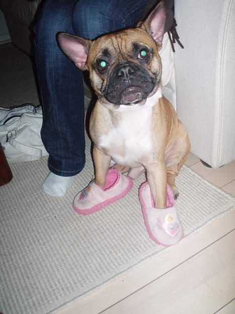 Fransk bulldog Hansi billede 11