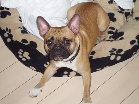 Fransk bulldog Hansi billede 12