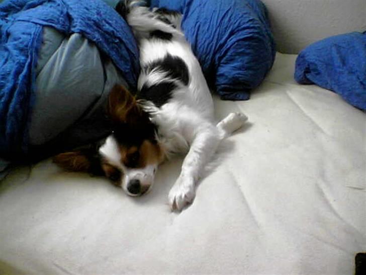 Papillon speedy - speedy leger i haven og nyder opmærksomheden billede 1