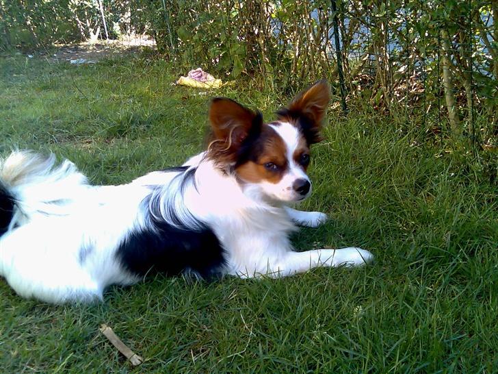 Papillon speedy - speedy sover under det varme tæppe sammen med henrik billede 2