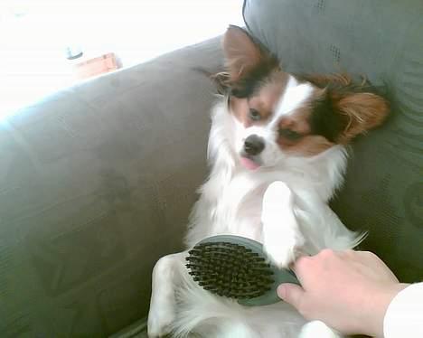 Papillon speedy - speedy nyder at blive redt og nusset om billede 3