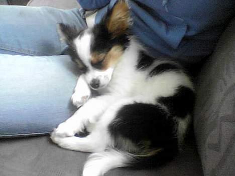 Papillon speedy - speedy blev træt og faldt i søvn billede 4