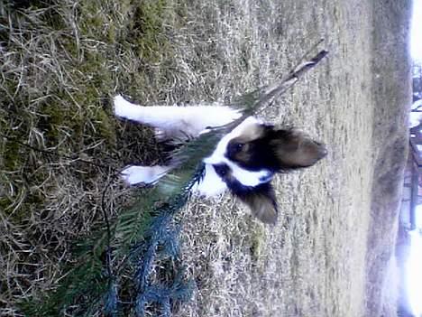 Papillon speedy - speedy leger i haven billede 5