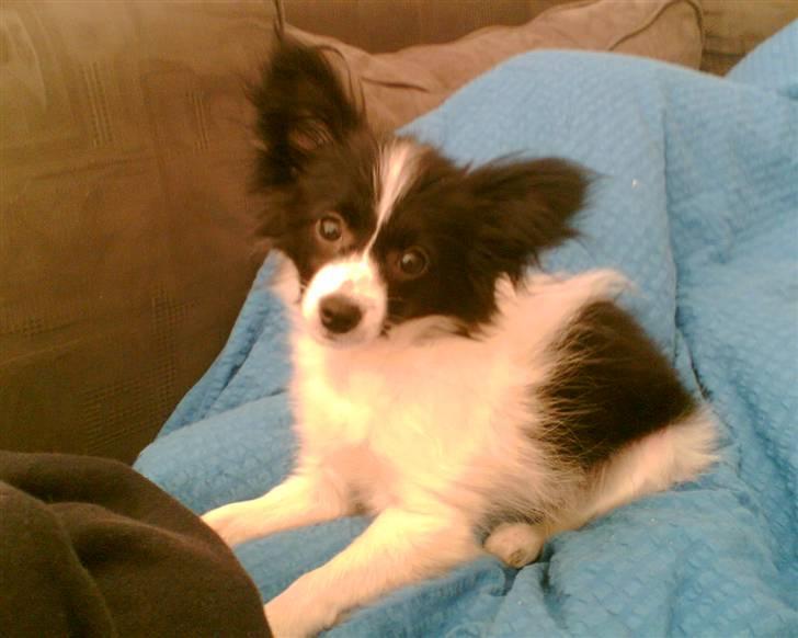 Papillon Tøsen billede 1