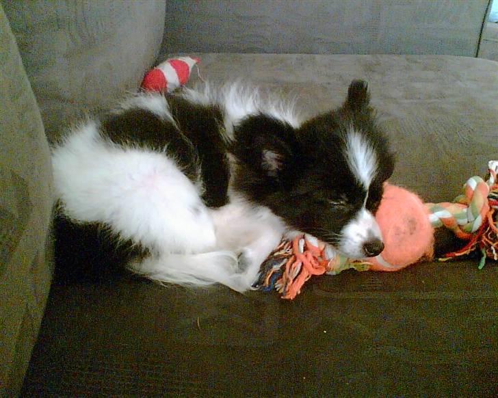 Papillon Tøsen billede 2