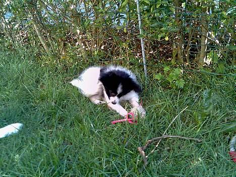 Papillon Tøsen - Tøsen i haven billede 3