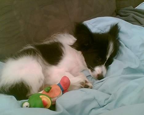 Papillon Tøsen - ZZzzzZ billede 4