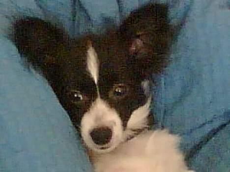 Papillon Tøsen - hun faldt dybt ned i dynen, og fandt ud af at det faktisk var rigtig dejligt. billede 5