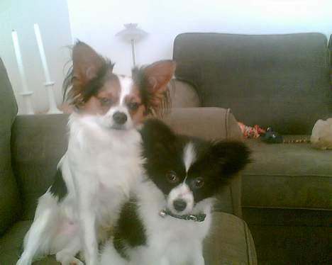 Papillon Tøsen - lige til et postkort billede 6