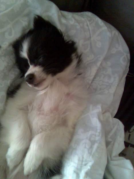 Papillon Tøsen - se mig, se mig! rør mig, rør mig! billede 7