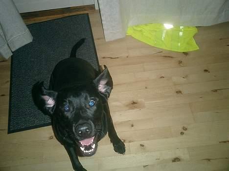 Labrador retriever Bine *DØD* billede 17