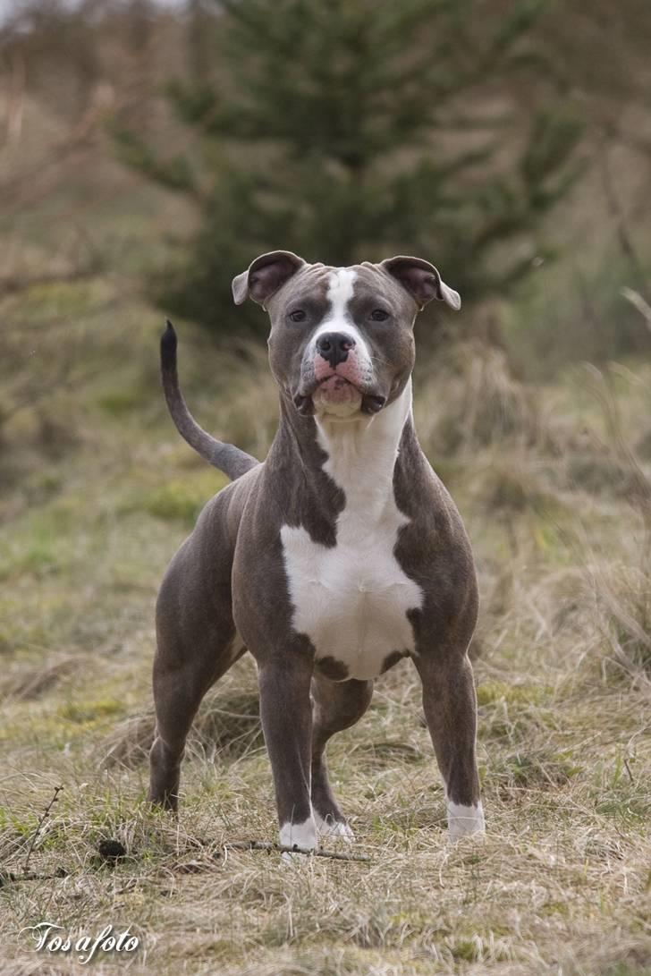 Amerikansk staffordshire terrier Dollar billede 1